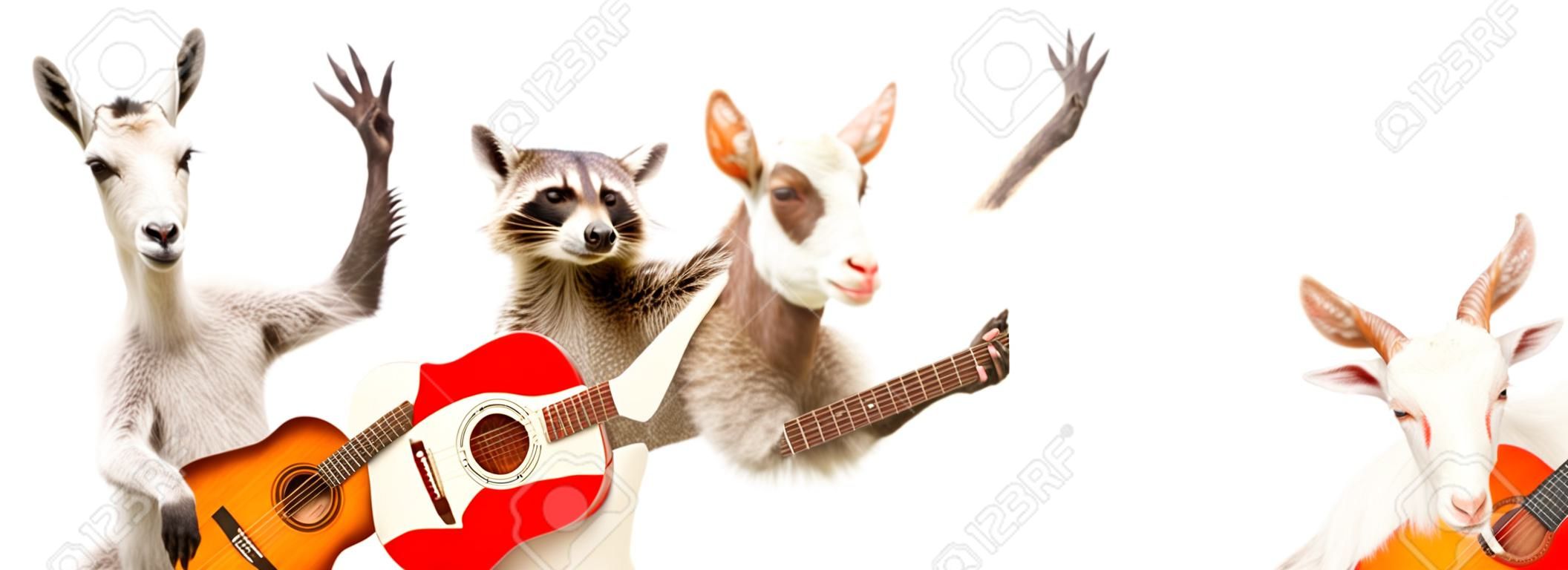 Lustiger Waschbär mit Akustikgitarre und Ziege mit E-Gitarre isoliert auf weißem Hintergrund