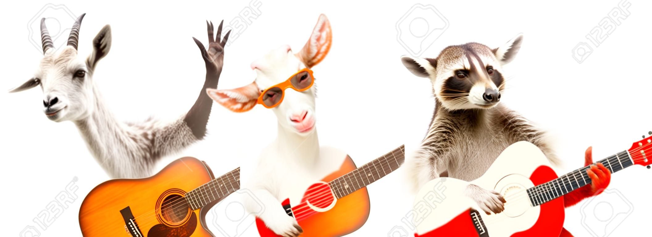 Lustiger Waschbär mit Akustikgitarre und Ziege mit E-Gitarre isoliert auf weißem Hintergrund