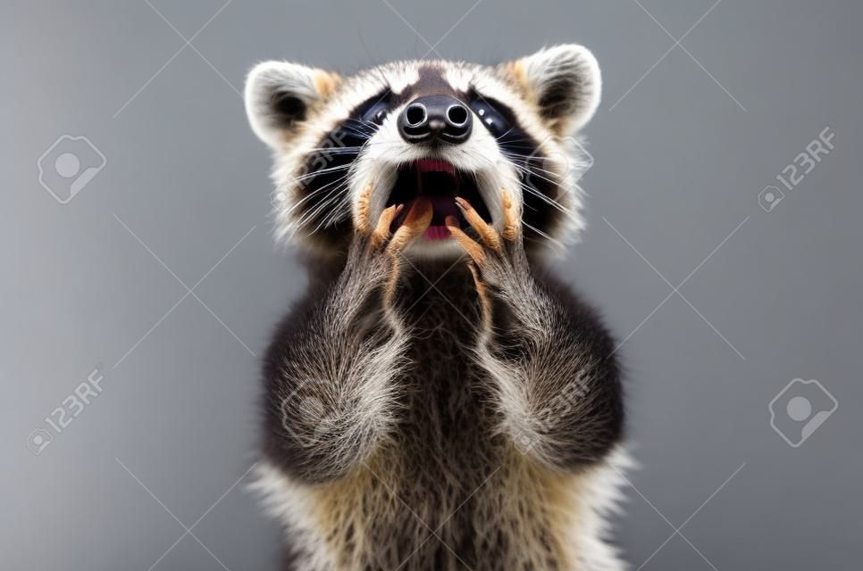 Portrait of funny surprised raccoon isolated on white background