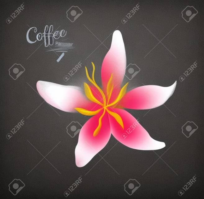 Vector krijt getekend schets van koffie bloem op krijtbord achtergrond.
