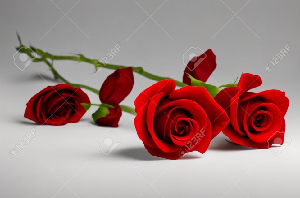 Dwie piękne czerwone róże na białym tle