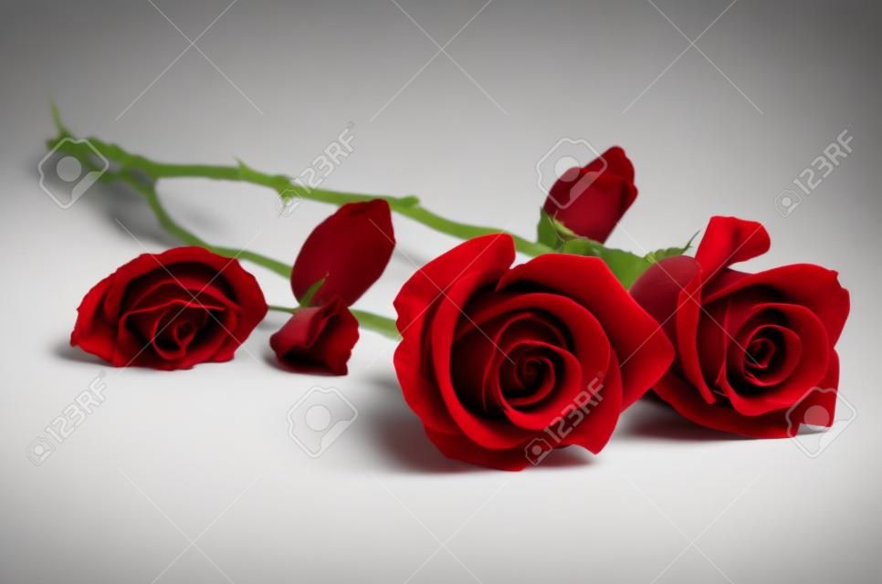 Dwie piękne czerwone róże na białym tle