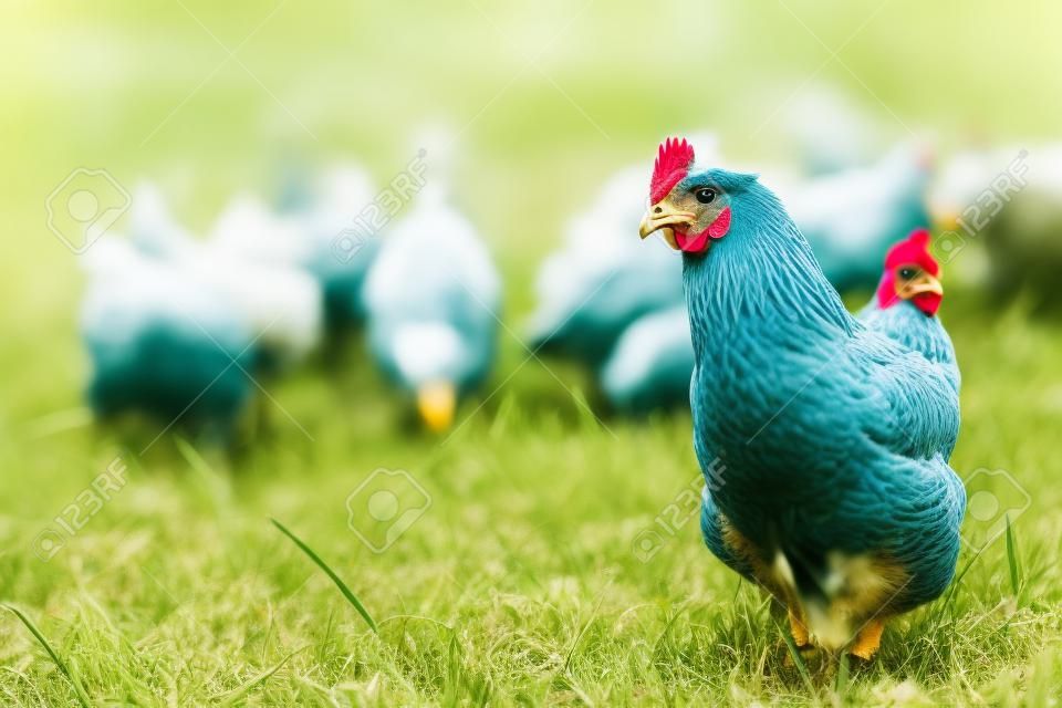 troupeau de poulets de pâturage sur l'herbe