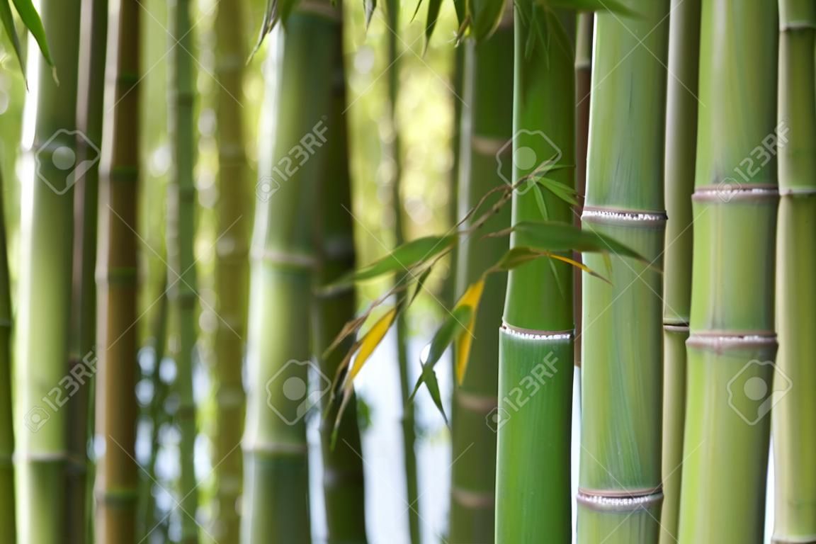 Bamboo plantation, Green bamboo fence texture background, bamboo texture, Aquitaine, France