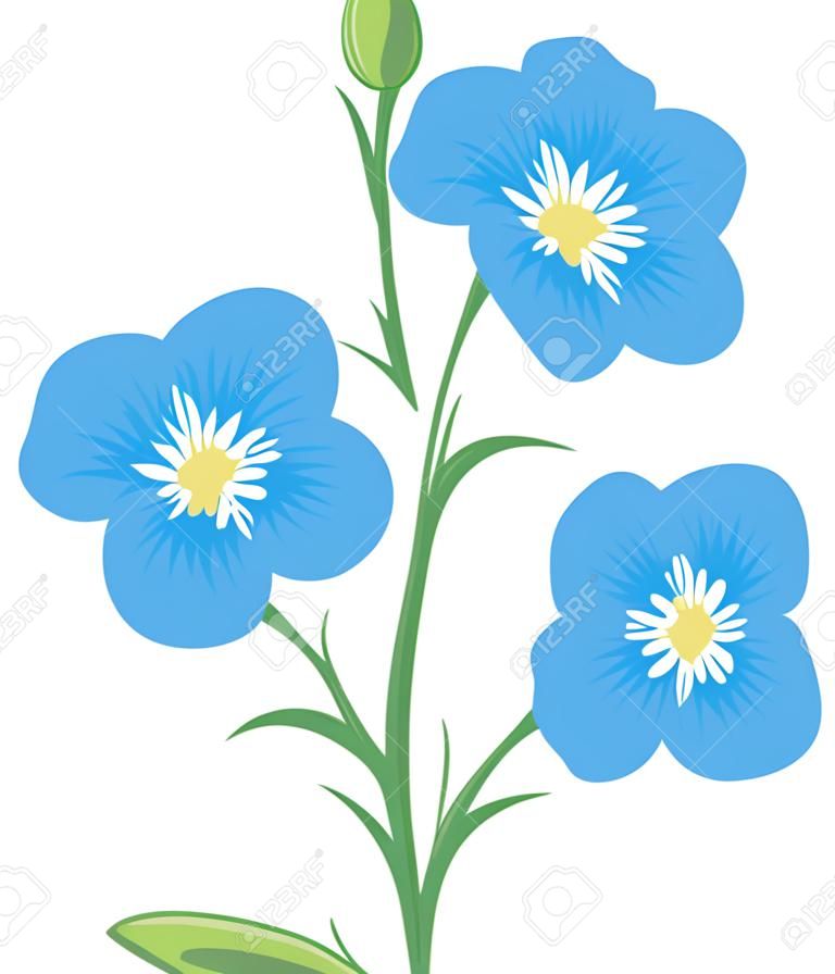 Kwiat lnu (oleistego Linum usitatissimum)
