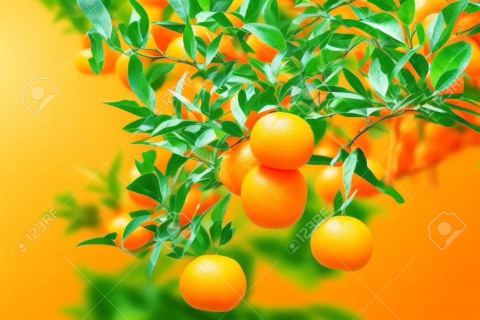 工場、オレンジの木に新鮮なオレンジ