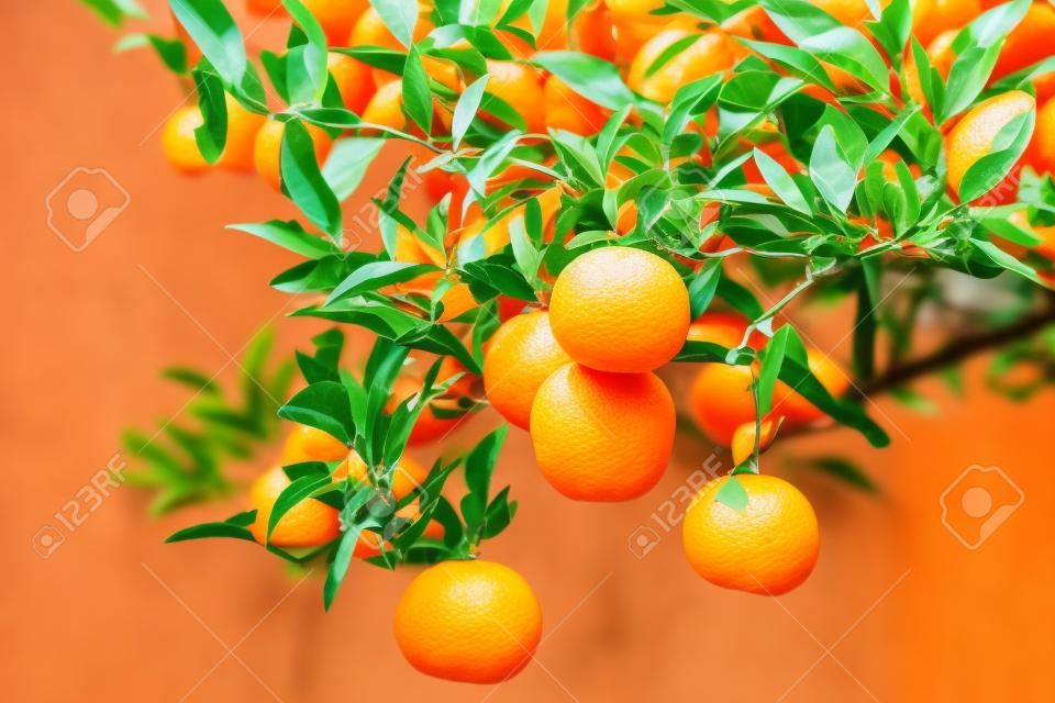 工場、オレンジの木に新鮮なオレンジ