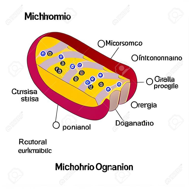 구조 미토콘드리아의 세포 기관은 대부분의 진핵 세포 벡터도에서 발견