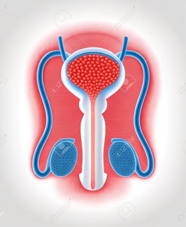 Mannelijke voortplantingssysteem geïsoleerd op witte achtergrond. Vector interne urethra anatomische illustratie