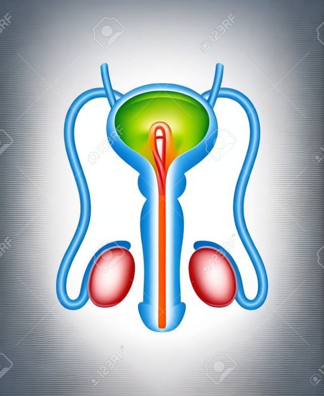 Sistema reprodutivo masculino isolado no fundo branco. Ilustração anatômica interna da uretra do vetor
