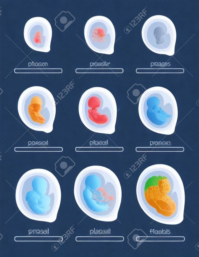 Fetal stages. Stage growth embryo, process fetus development 1 9 months pregnancy week develop unborn baby, healthy uterus pregnant, anatomy human child, swanky vector illustration