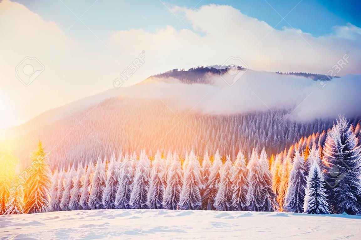 magical winter snow covered tree. Sunset in the Carpathians.