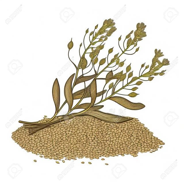 Camelina sativa seeds with flowers and leaves. Hand drawn vector illustration on white background. Engraving drawing style.