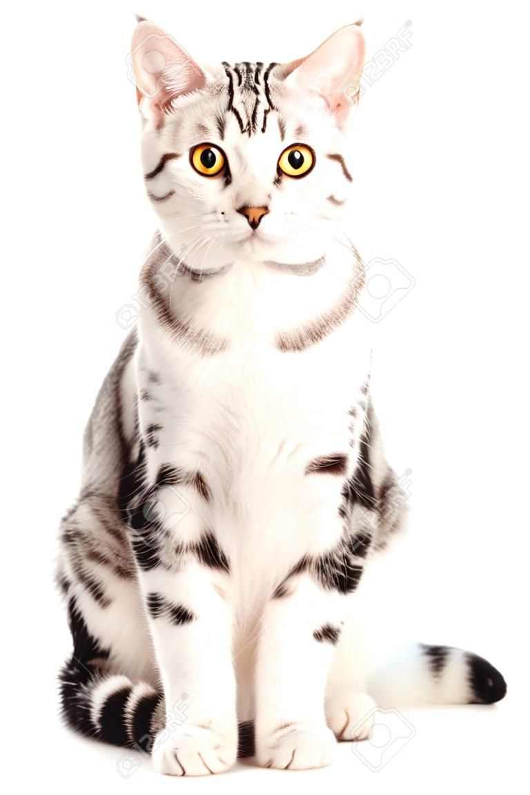 흰색 배경에서 미국 쇼트 헤어 고양이