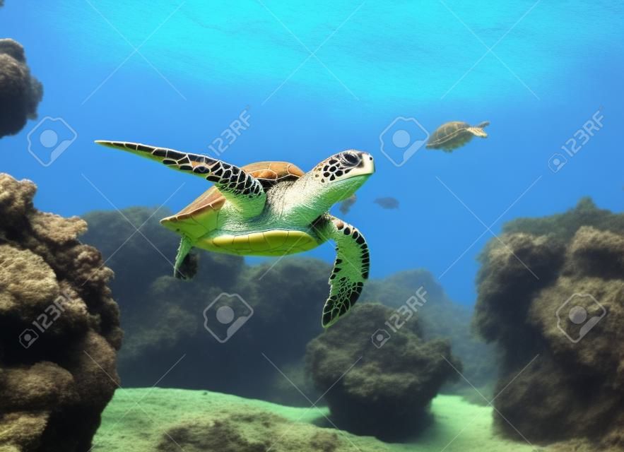 черепаха плавает