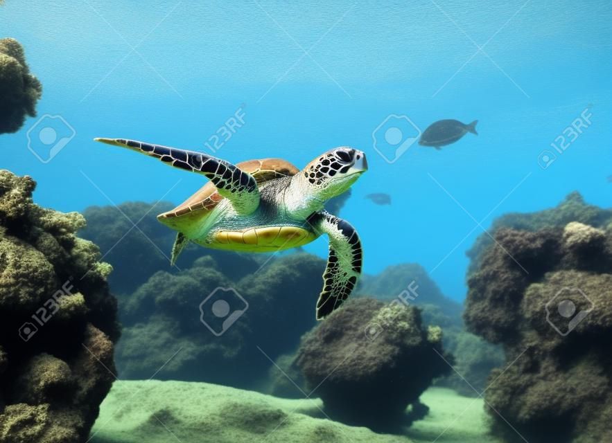 żółw pływa