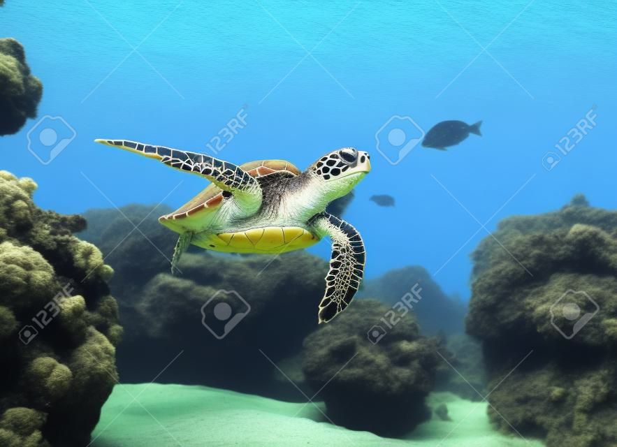 черепаха плавает