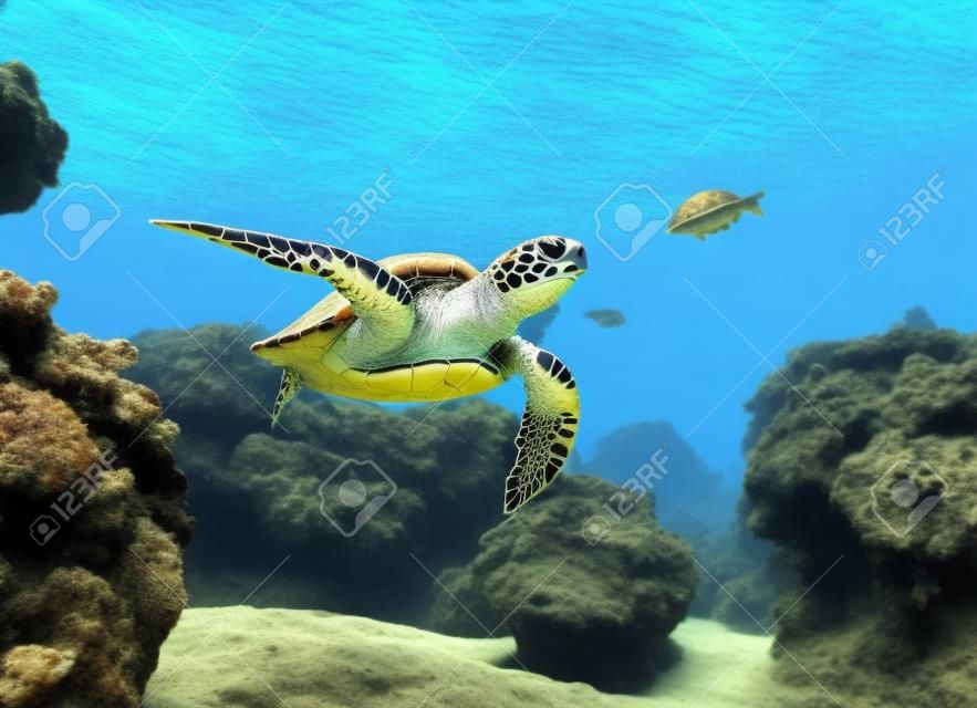 kaplumbağa yüzüyor