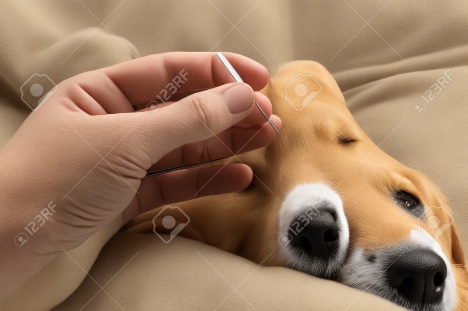 Honden acupunctuur