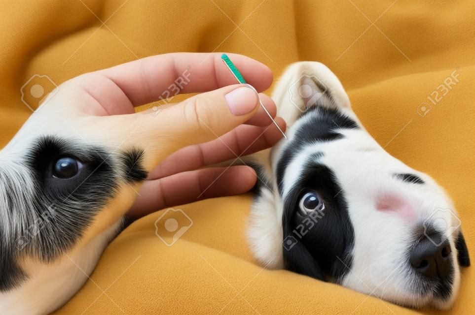 Honden acupunctuur