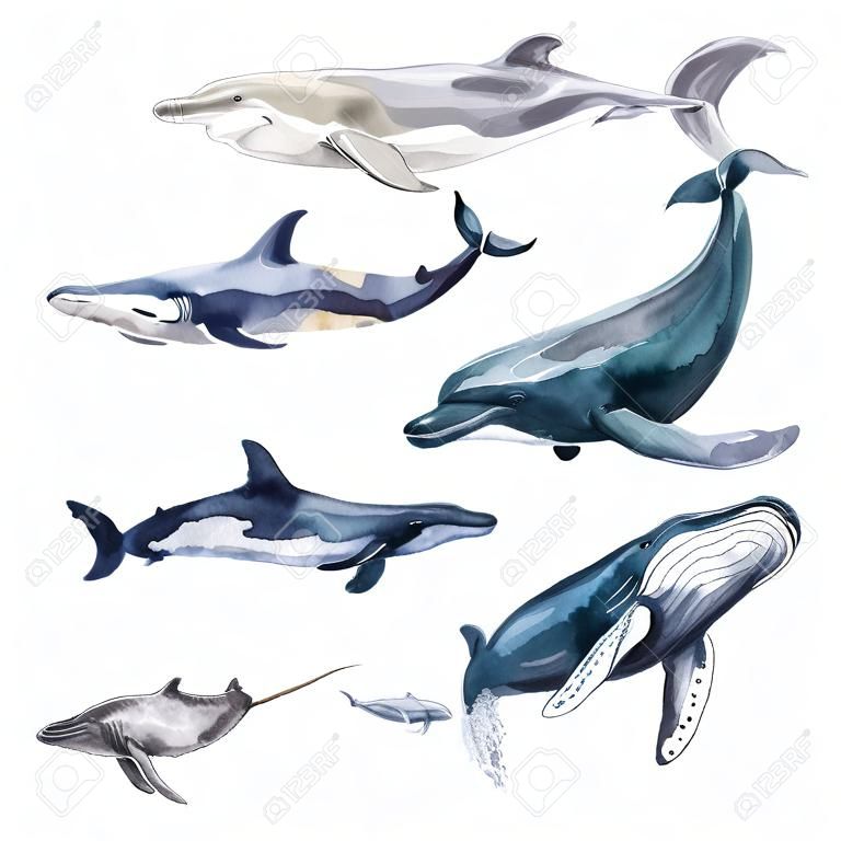 Aquarellwalillustration lokalisiert auf weißem Hintergrund. Handgemalte realistische Unterwassertierkunst. Killer, Hammerhai, Beluga, Pottwal, Narwal, Delfine, Orcas, Cachalot-Wale für Drucke, Poster, Karten. Hochwertige Abbildung