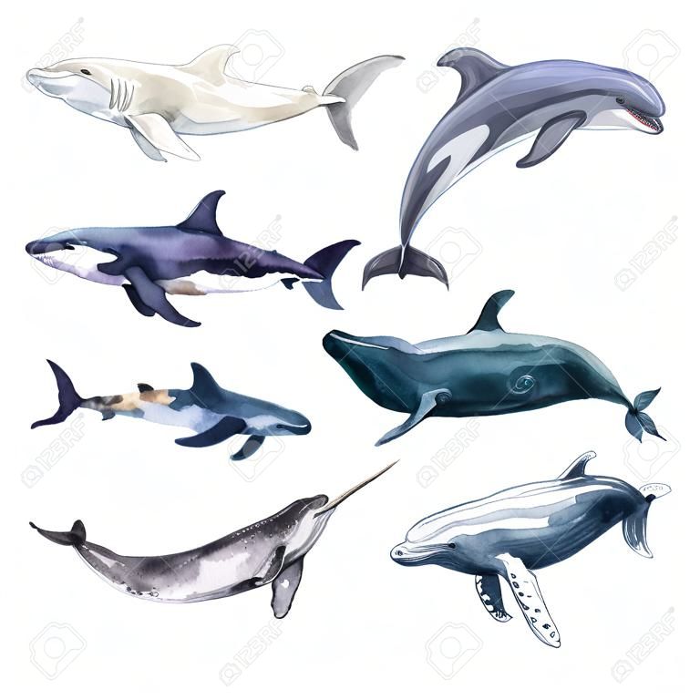 Ilustração de baleia aquarela isolada no fundo branco. Arte animal subaquática realista pintada à mão. Assassino, tubarão-martelo, Beluga, baleia-esperma, Narwhal, golfinhos, orcas, baleias Cachalot para impressões, cartaz, cartões. Ilustração de alta qualidade