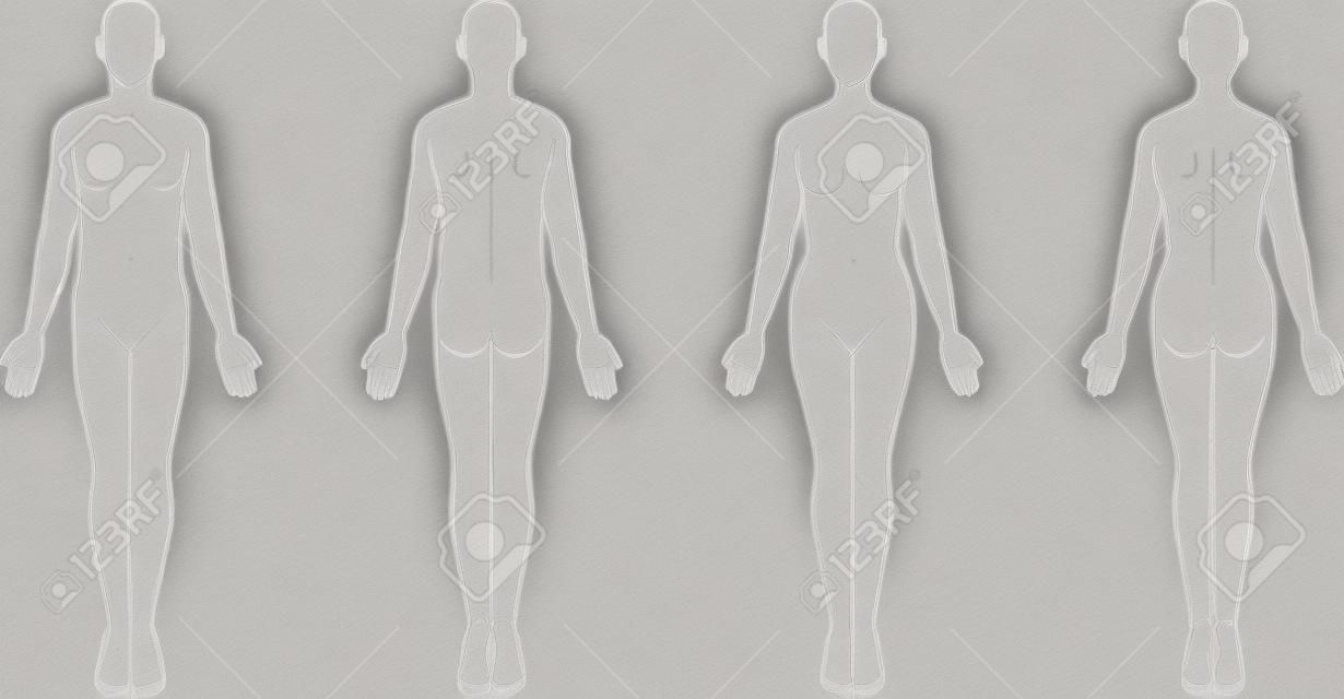 Illustration of the Human Body. Mare female sketch