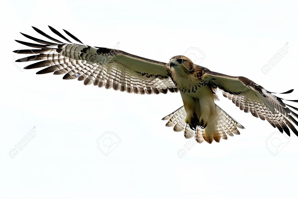 Red-tailed Hawk (buteo jamaicensis) isolated on white