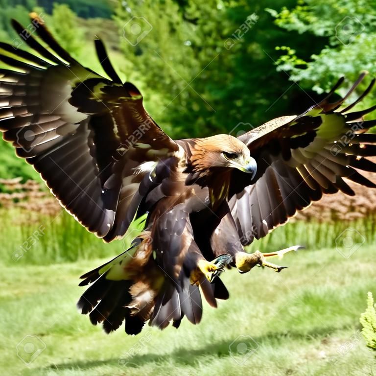 Golden Eagle (Aquila chrysaetos) in the Scottish Highlands.