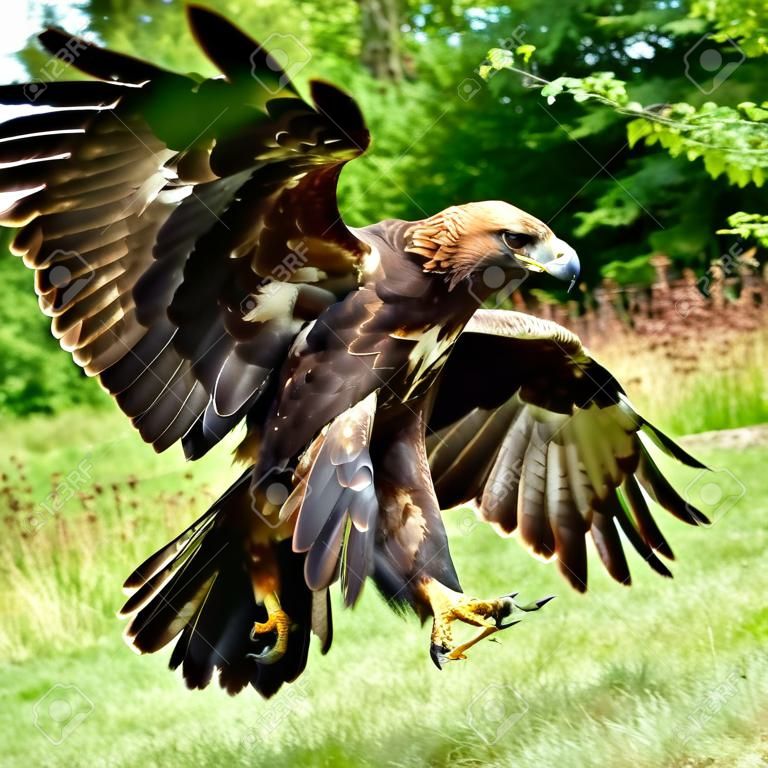Golden Eagle (Aquila chrysaetos) in the Scottish Highlands.