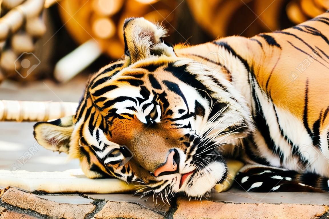 Foto de detalle de tigre de Bengala.