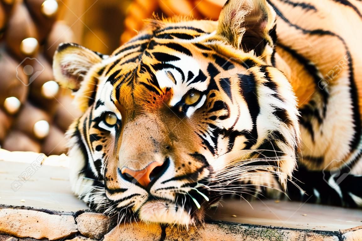 Closeup picture of Bengal tiger.