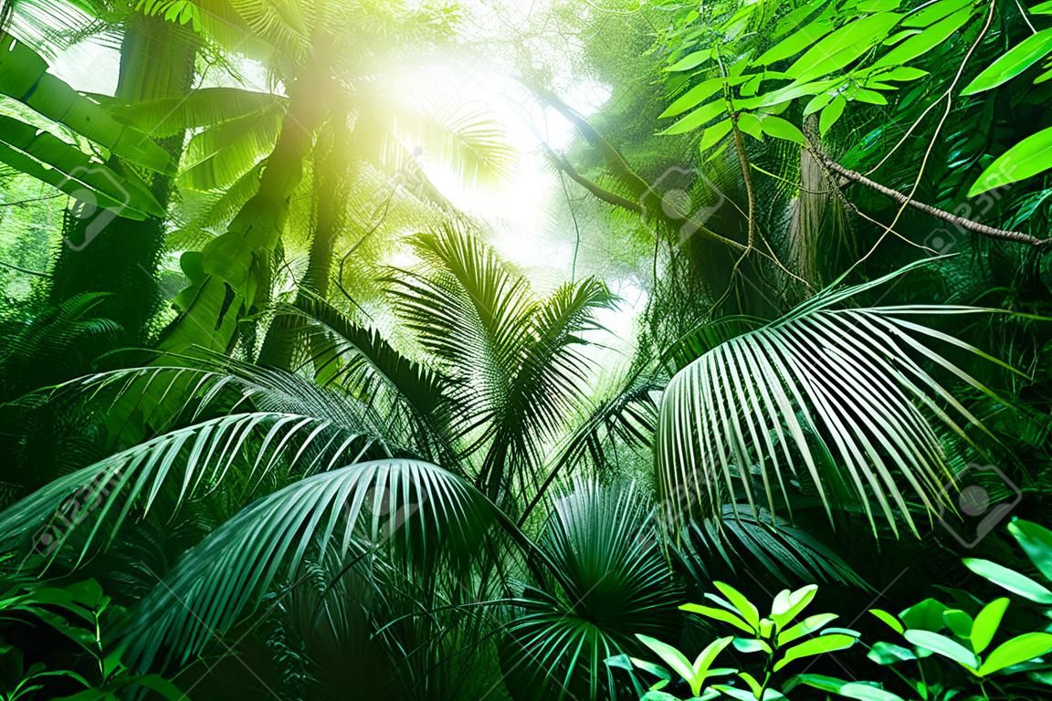 Baldachim drzewa w tropikalnej dżungli