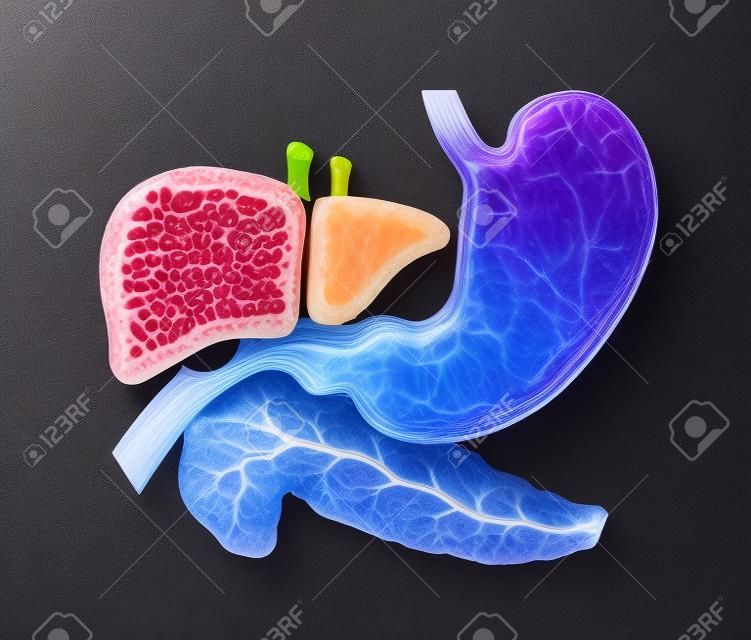 estómago, hígado y páncreas