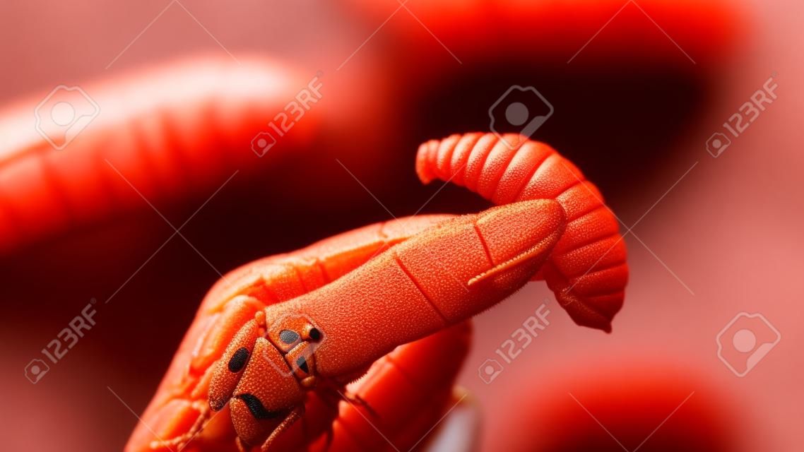 Czerwony wołek palmowy lub larwy wołka palmowego smażone owady na ręce azjatyckiej kobiety, jedzenie koncepcji owadów. zbliżenie