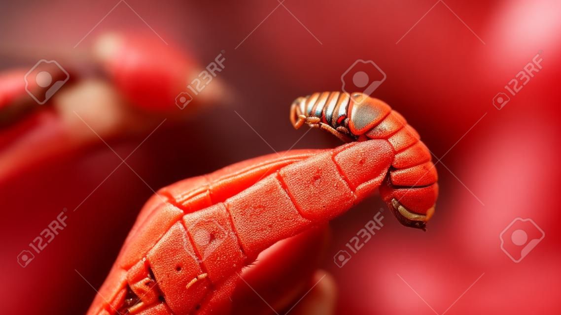 Czerwony wołek palmowy lub larwy wołka palmowego smażone owady na ręce azjatyckiej kobiety, jedzenie koncepcji owadów. zbliżenie