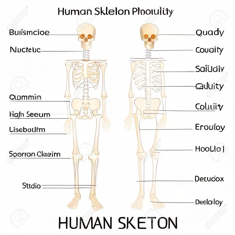 vector illustration of diagram of human skelton