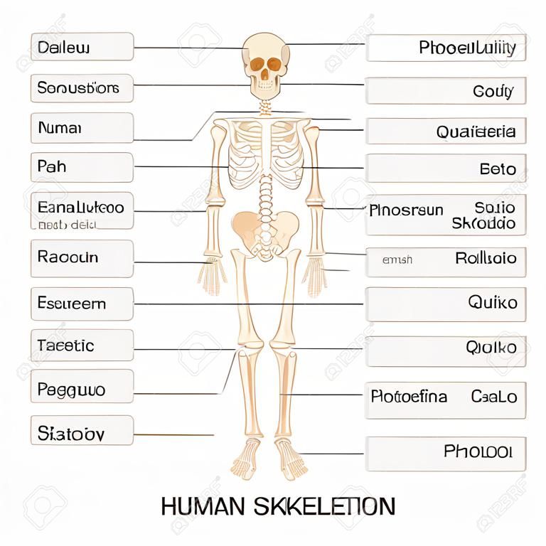 illustration vectorielle de schéma de Skelton humaine