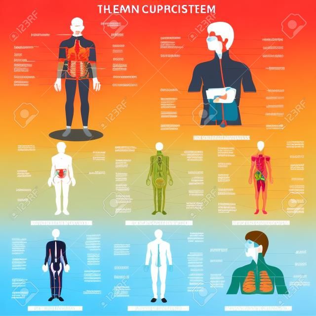 vector illustration of complete chart of different human organ system
