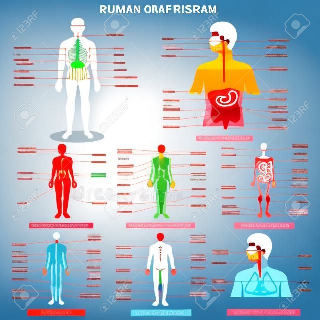illustrazione vettoriale di grafico completo del sistema di organo umano diverso