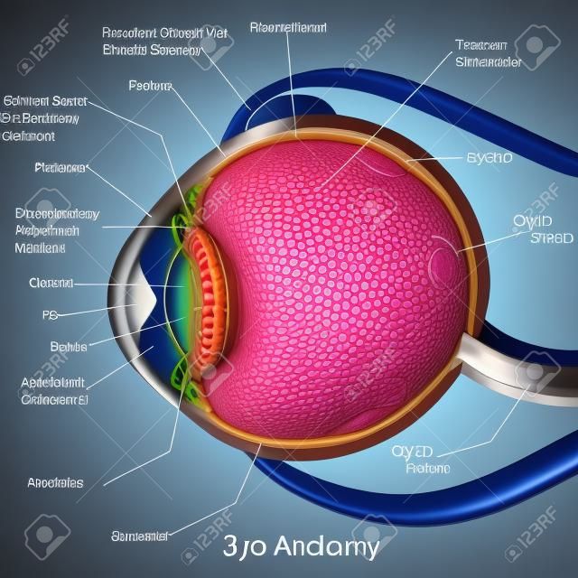 3D-Bild-Darstellung des Diagramms der Augenanatomie mit Etikett für den Biologieunterricht