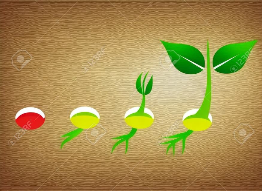 Plant seed germination stages. Vector illustration