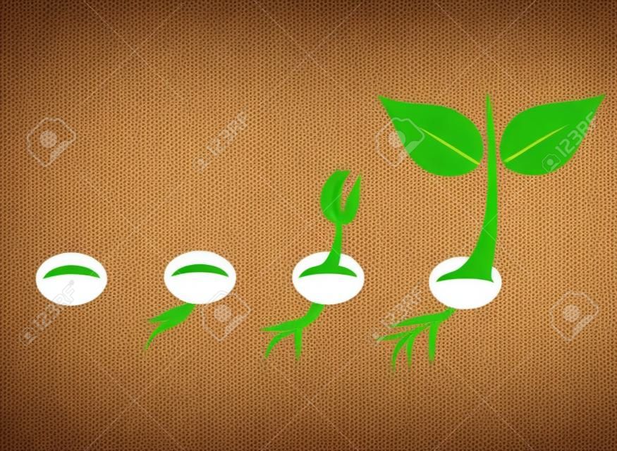 Fasi di germinazione di semi di piante. Illustrazione vettoriale