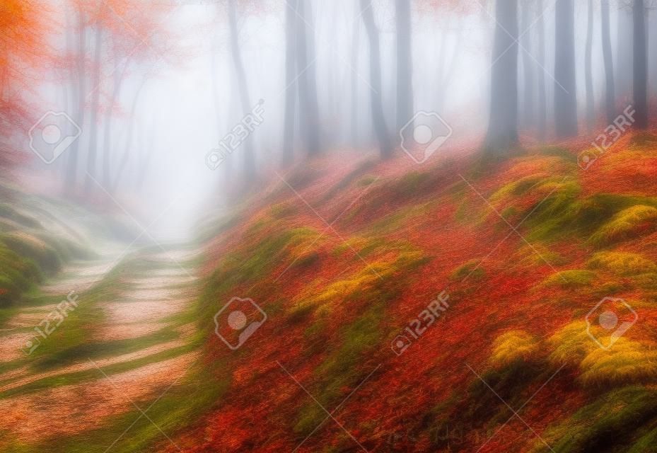 Beautiful scene misty old autumn forest