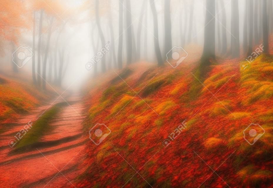 Bella scena nebbiosa vecchia foresta di autunno