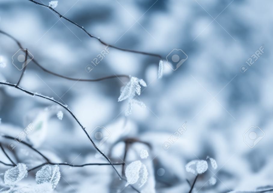 Winter nature background. Frozen branch with leaves closeup