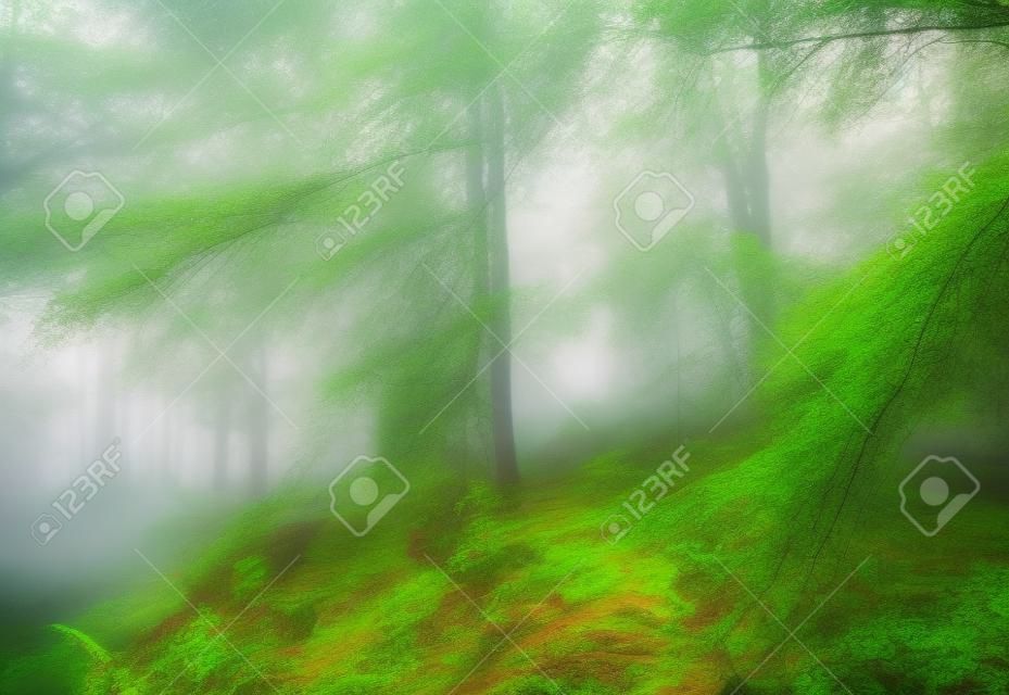 Park. Piękny mglisty stary las