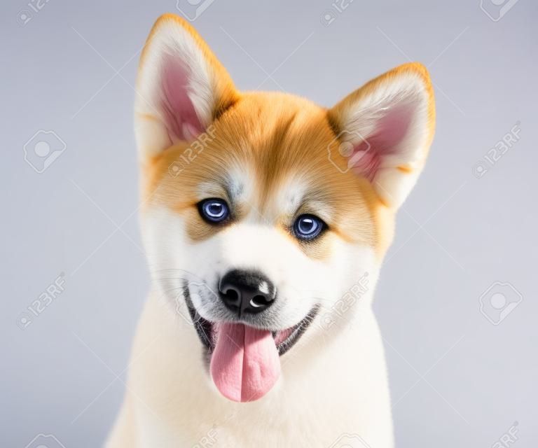 Акита-ину породистый щенок собака на белом фоне. Сиба-ину
