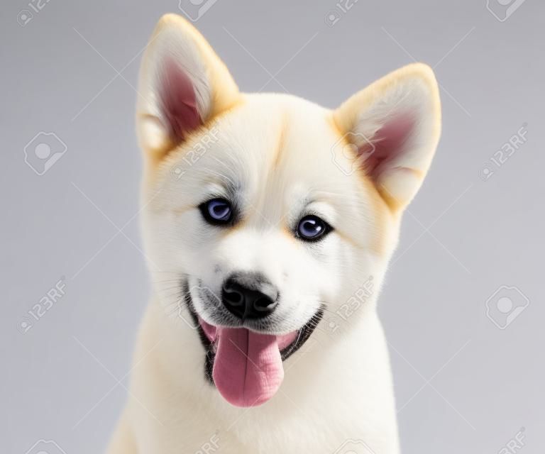 Акита-ину породистый щенок собака на белом фоне. Сиба-ину