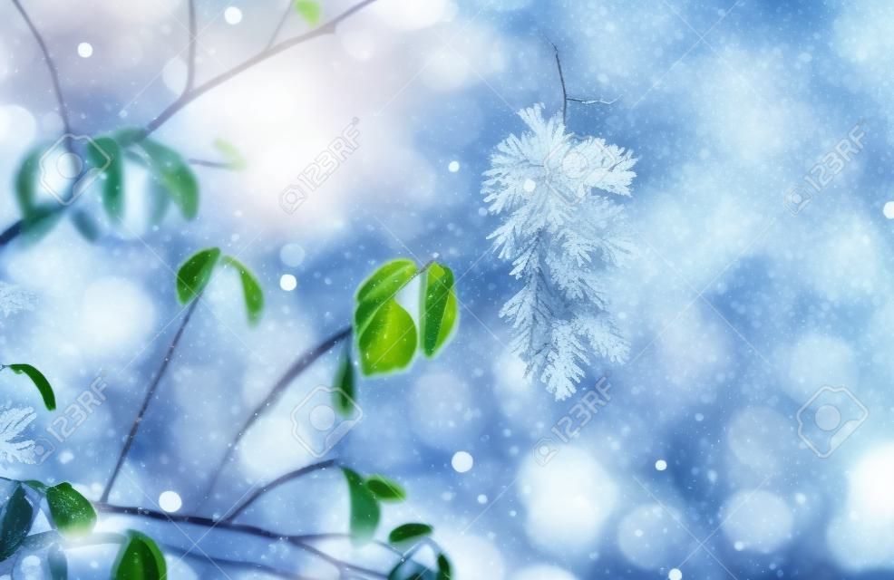 冬季自然背景。葉子特寫鏡頭分公司凍結